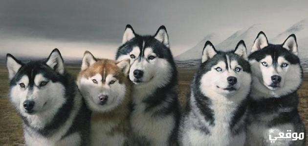 طريقة تمييز كلاب الهاسكي الأصلية